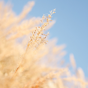 日本少妇按摩性爱视频
